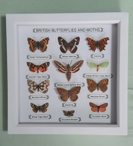 Taxidermy framed real british - taxidermy,