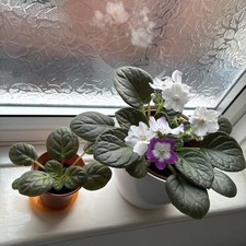 African Violet Saintpaulia