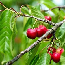 Bare Root Fruit Trees - Plum
