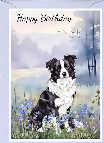 Border collie dog sheepdog - dog,