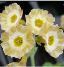 Primula auricula Fabuloso