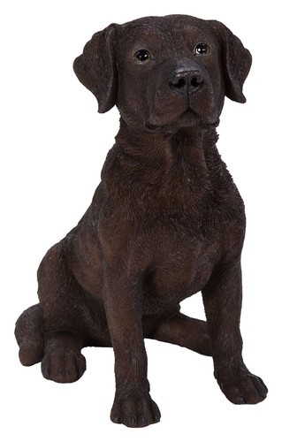 Vivid arts chocolate - vivid, labrador