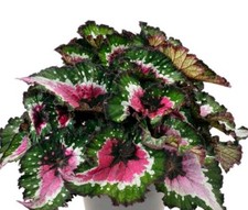 Begonia Rex Purple Blush Young