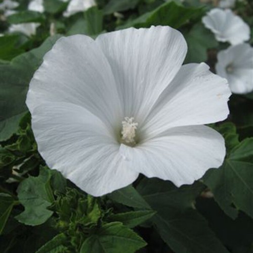 Lavatera mont blanc - -,