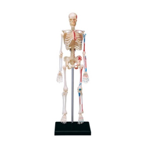 Human skeleton model with - human,