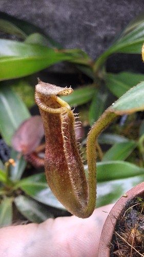 Nepenthes trusmadiensis - nepenthes, x