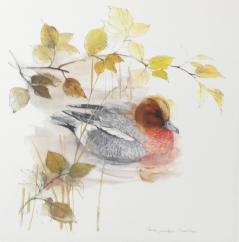 Drake wigeon print - wigeon, stage