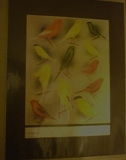 Twelve Canaries: Border