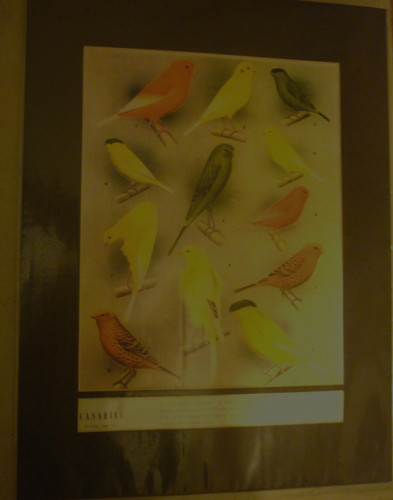 Twelve canaries border - twelve,