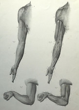Anatomy of Man Fore Arm by Dr Fau Atlas 1848 Original Litho Plate 17 
