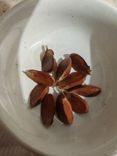 Beech tree nuts. Harvested