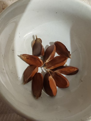 Beech tree nuts harvested - beech,