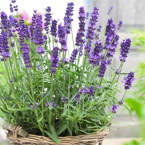 Pair english lavender - pair,