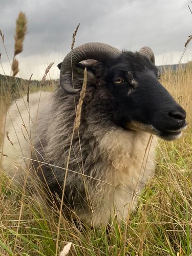 Icelandic shetland sheep s - icelandic, x