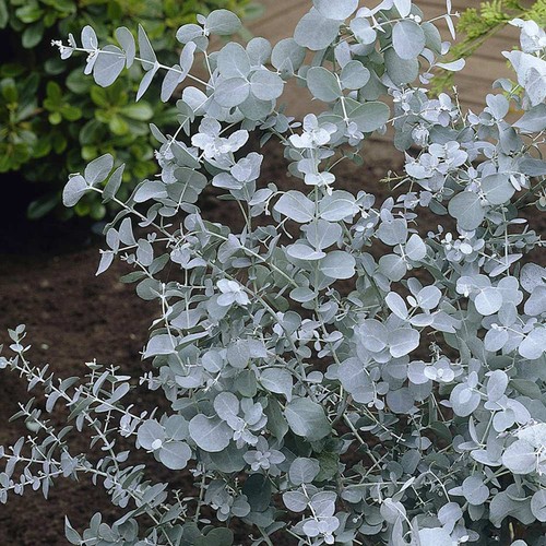 Eucalyptus gunnii cider - eucalyptus, gum