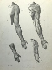 Forms of Man by Dr Fau Arm & Hand Anatomy Atlas  1848 Original Litho Plate 