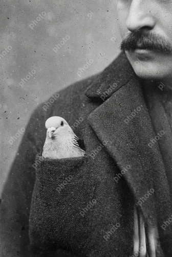 Portrait racing pigeon - portrait,