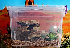 Tarantula Praying Mantis,Stick