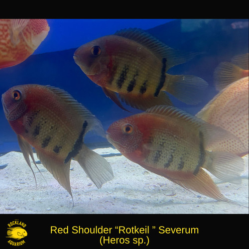 Red shoulder severum cichlid - red,