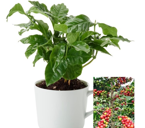 Coffee arabica tree - coffee,