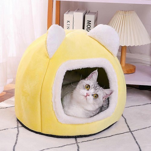 Pet cat kitten dog - cat,