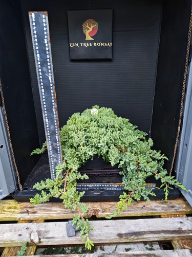 Bonsai tree project material - project,