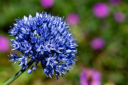 Allium caeruleum - allium, 'caeruleum'
