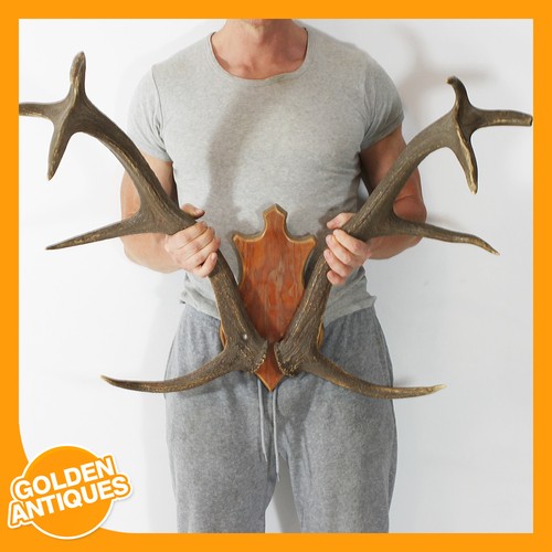 Large red deer stag - stag, 10-point