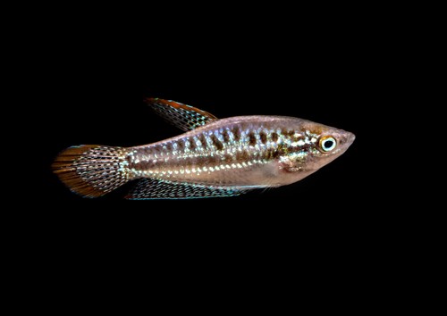Croaking gourami freshwater - croaking,