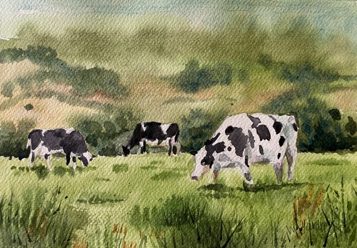Grazing cows field - grazing,
