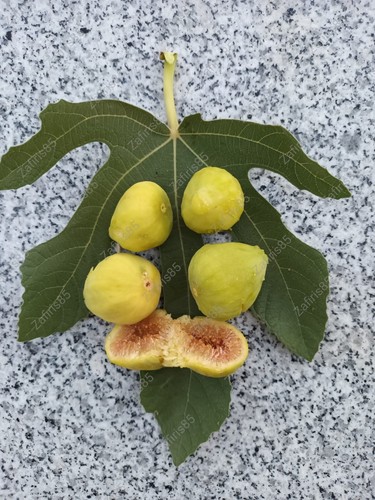 Tillirisima fig tree - 2, “tillirisima”