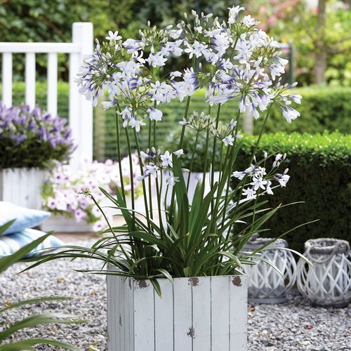 Agapanthus twister litre - twister,