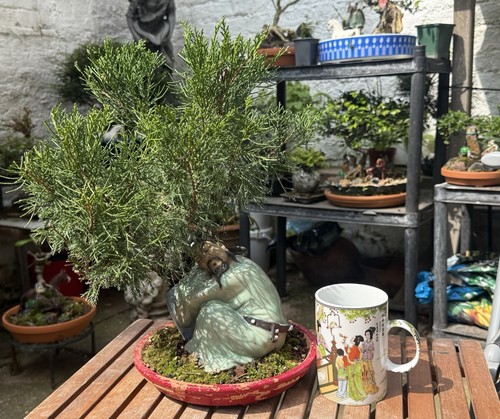 Bonsai tree juniper blue - juniper,