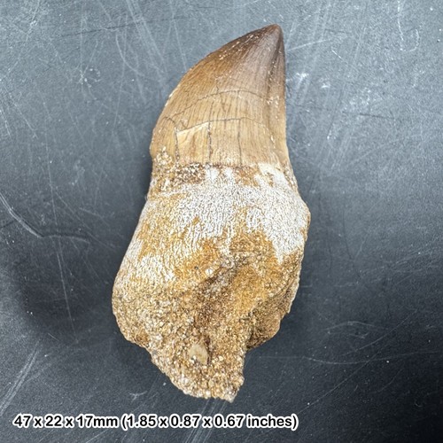 Genuine mosasaur tooth fossil - genuine,
