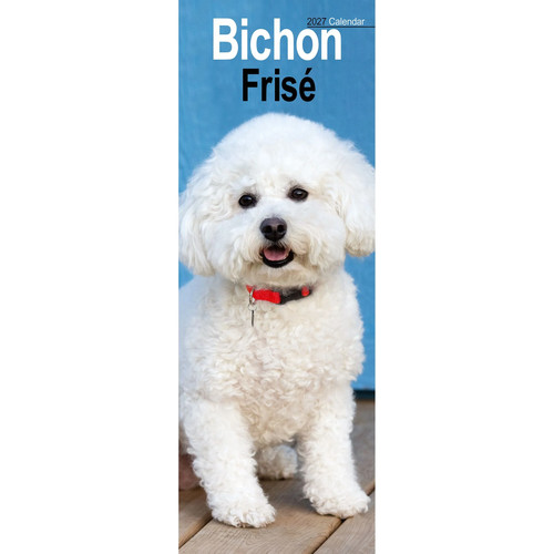 Bichon frise slim - bichon,
