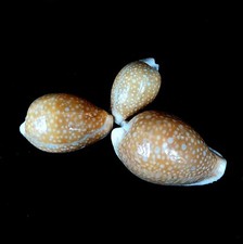 3x Cowrie Miliaris (Cypraea
