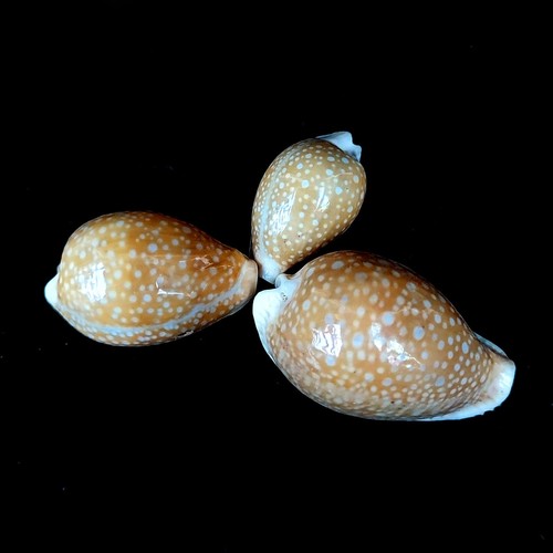 Cowrie miliaris cypraea - cowrie,