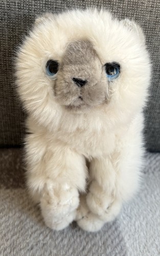 Persian white cat - white, kitten