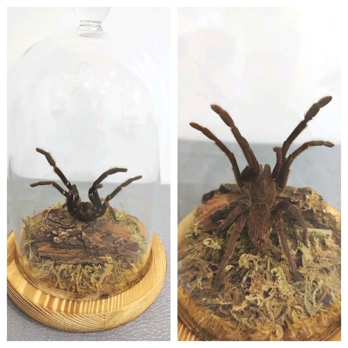 Pelinobius muticus rusty - pelinobius,