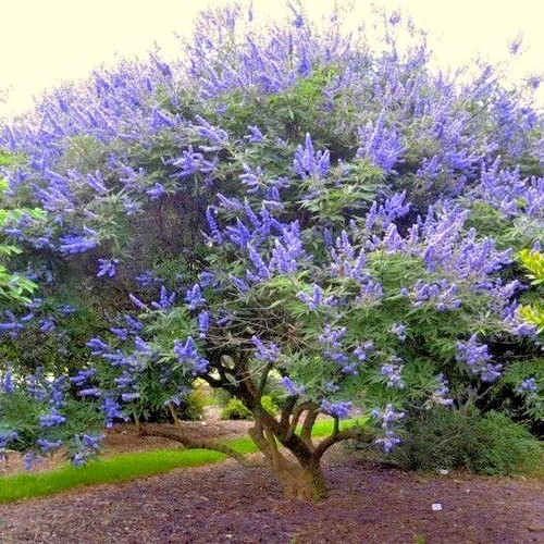 Vitex agnus castus chaste - vitex, –