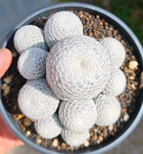 Mammillaria herrerae rare - mammillaria,
