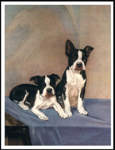 Boston terrier dogs dog - dogs,
