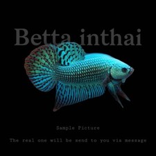 Green Alien Male Live Wild Betta Fish Pet Plakat Quality Grade from Thailand