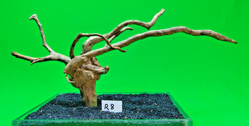 Red moor wood - red, (no