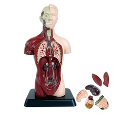 PVC Anatomical Human Torso