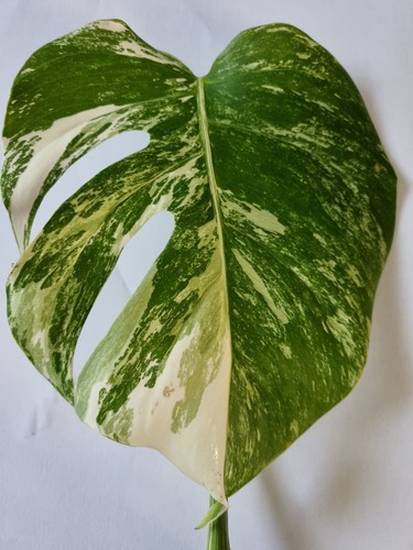 Monstera deliciosa albo - monstera,