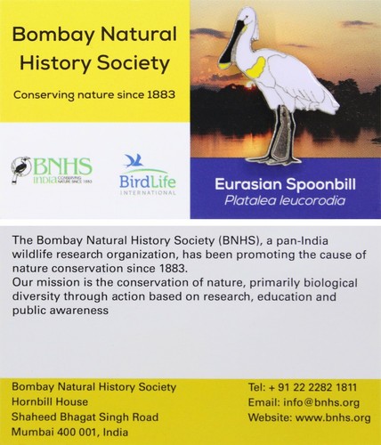 Rspb pin badge - rspb,