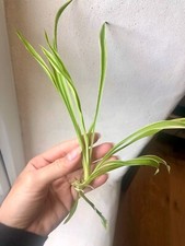 Rooted spider plant Babies