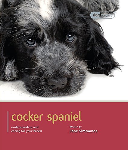 Cker spaniel - c*cker, c*cker