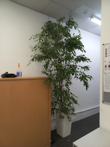 Weeping fig plant ficus - plant,
